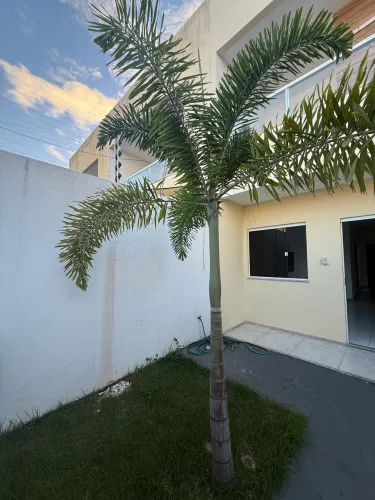 Palmeira rabo de raposa