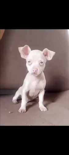 Pinscher exótico