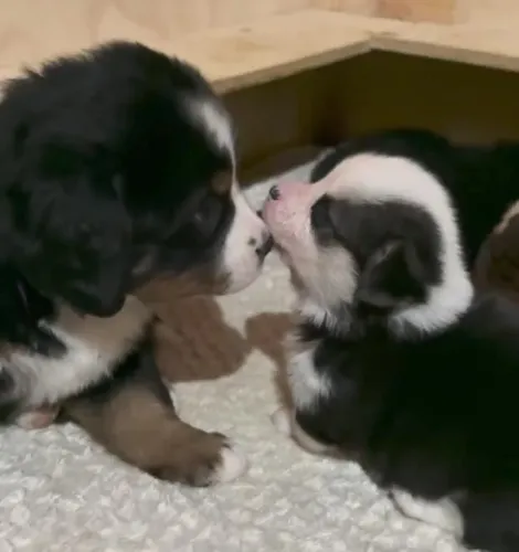 Filhotes de Border Collie | Fofura que conquista sem esforço.
