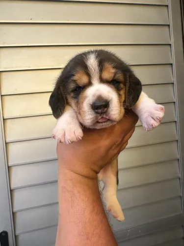 Filhote de Beagle