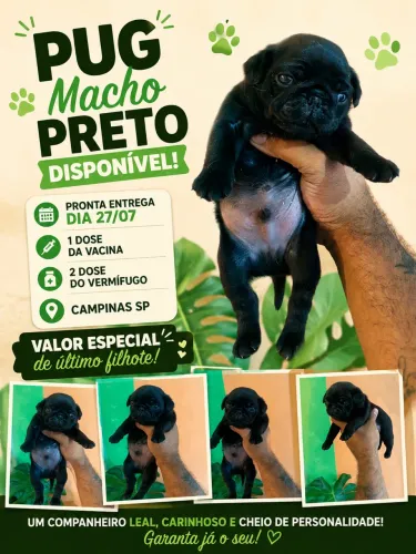 Pug macho