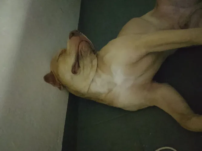 Pit Bull 