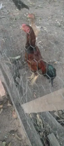 Frangos cariocas