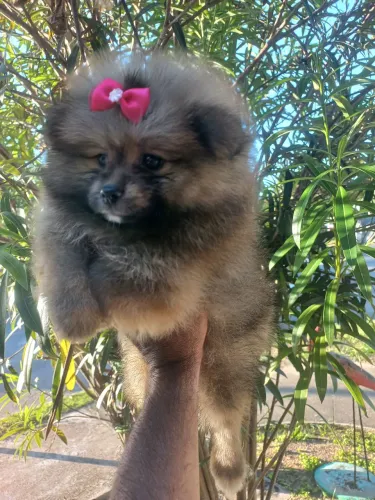 VENDO/TROCO SPITZ ALEMÃO FÊMEA