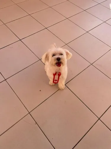Maltês a procura de uma namorada.