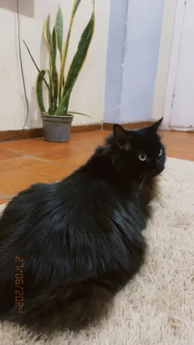 Gato para adoção