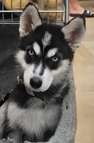 Husk siberiano 