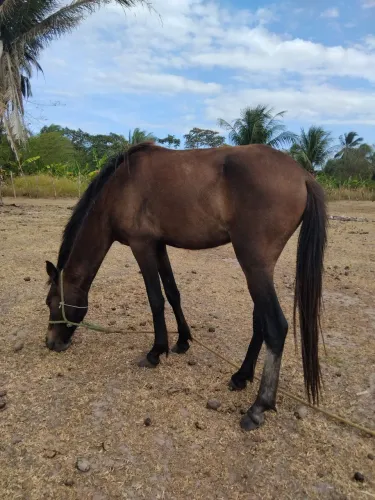 Cavalo