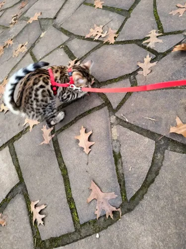 Gato Bengal