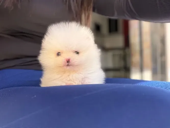 Lulu da Pomerania Macho Minúsculo!