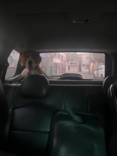 Cachorra pra namorar