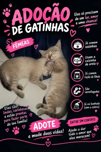 Gatinhas Para a doação