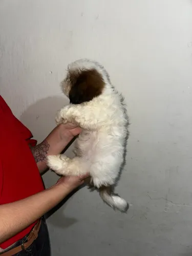 Shih Tzu  filhote
