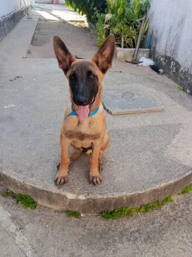 Pastor Belga Malinoar 90 dias