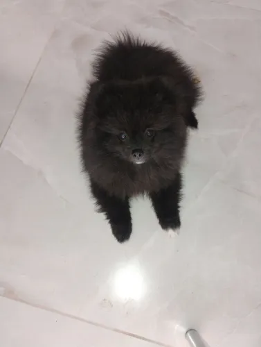 Lulu Pomerâna fêmea anã mini 
