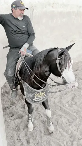 Cavalo cara branca Gunner 