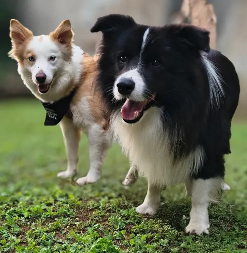 Border collie (merles e vermelho australiano )