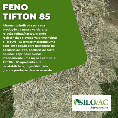Feno Tifton