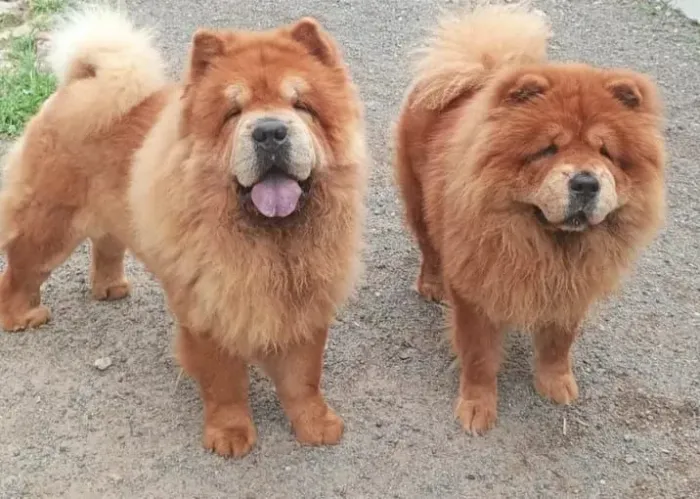Plantel de chow chow disponível para venda