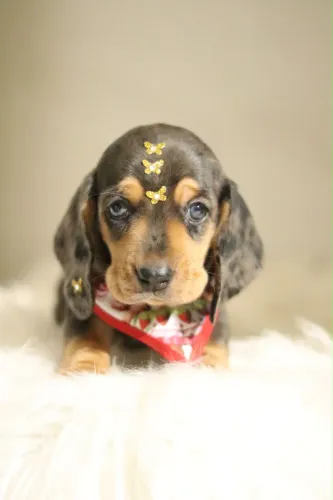 DACHSHUND PARCELAMOS 