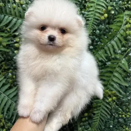 Lulu da pomerania fêmea anã ursinha linhagem pura