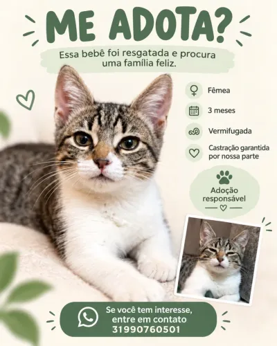 Gata 3 meses adoção