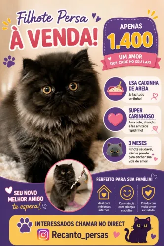 Gato Persa Macho 