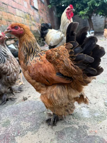 Vendo frangas da raça Brahma 100% original 