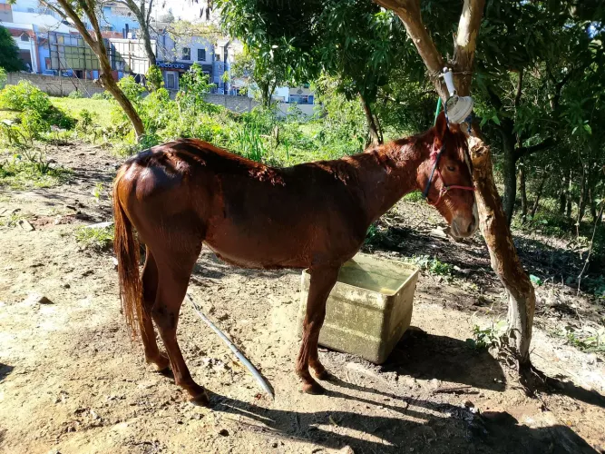 potro quarto de milha
