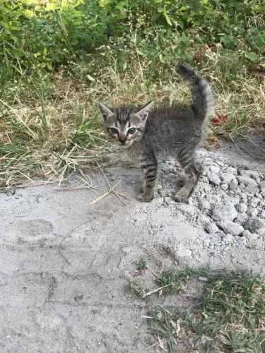 Gatinha para adoção responsável