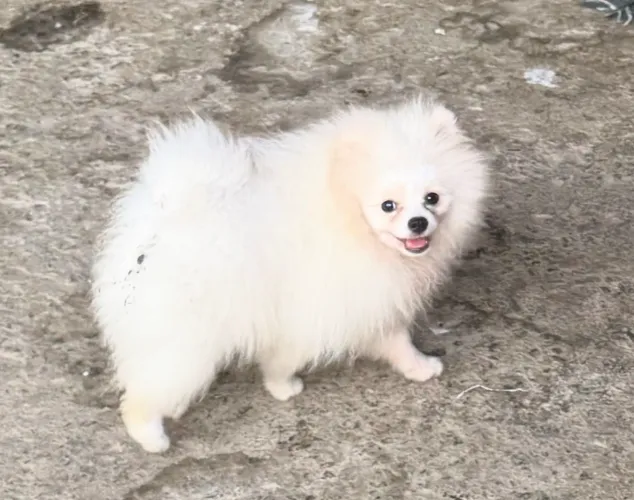 Vende-se filhote Lulu da Pomerânia