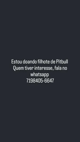 Doando filhote de Pitbull 