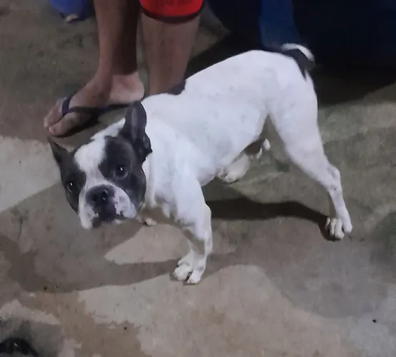 Buldogue francês macho procura por uma namorada pra cruzar em troca de uma fêmea filhote