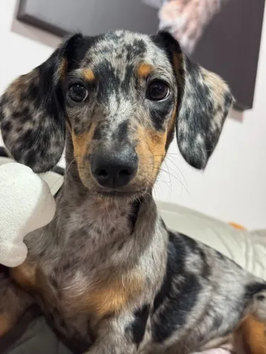 Dachshund: Pronta Entrega | Machos e Fêmeas para Escolher