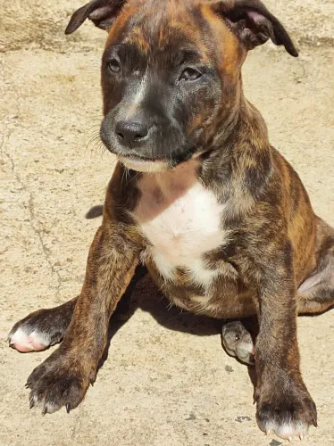 Filhote Pitbull 