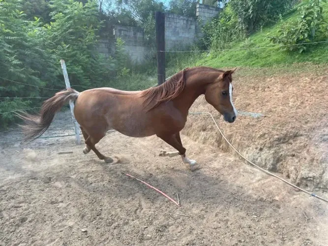 Cavalo Arabe