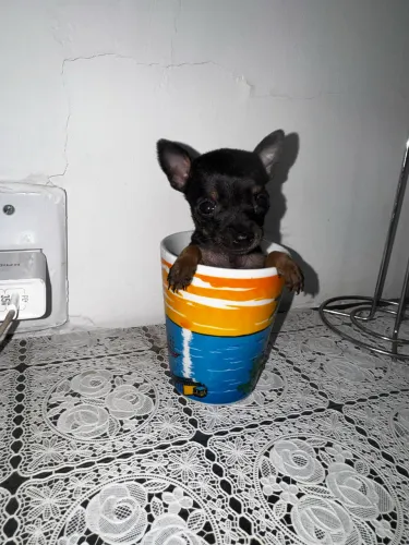 PINSCHER miniatura do 0 fêmea