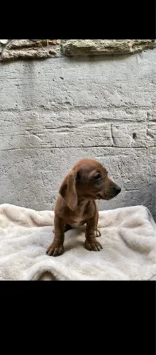 Basset