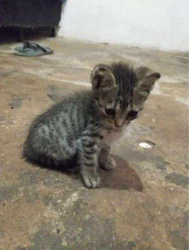 Doamos gatinhas 