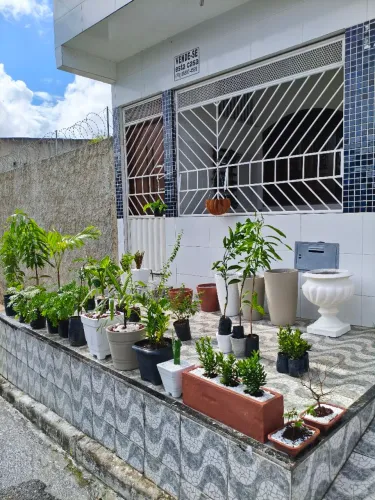 Vazos , plantas e frutíferas 