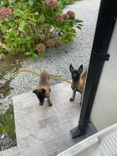 Pastor belga malinois 
