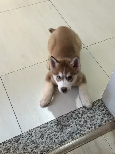 Husky siberiano 