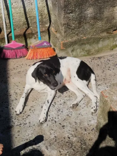 Cadela Dálmata para doação 