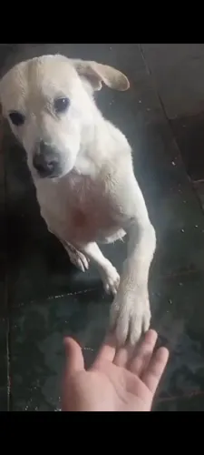 Vendo lindos filhotes de labradores puros