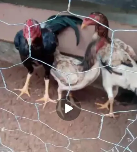 Galo e duas galinha
