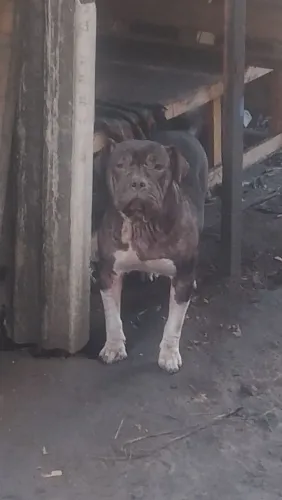 Vendo Pitbull femia 