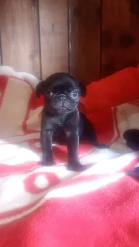 Pug preto filhote