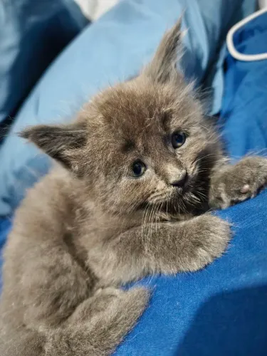 Maine coon azul silver