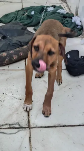 Doando cachorrinho dócil de porte médio