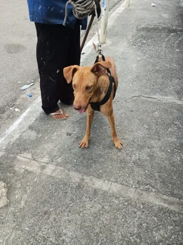 Cachorro porte médio para adoção